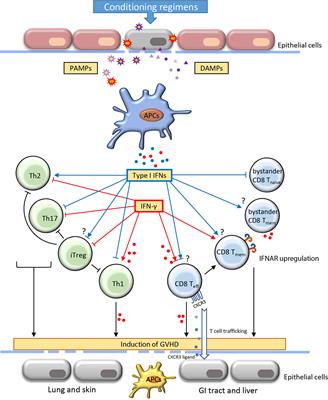 The Effects of Interferons on Allogeneic T Cell Response in GVHD: The Multifaced Biology and Epigenetic Regulations